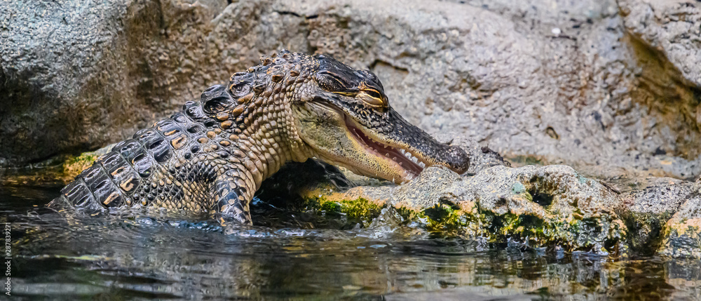 Obraz premium Young American Alligator with mouth open exposing teeth in a clear water pond.