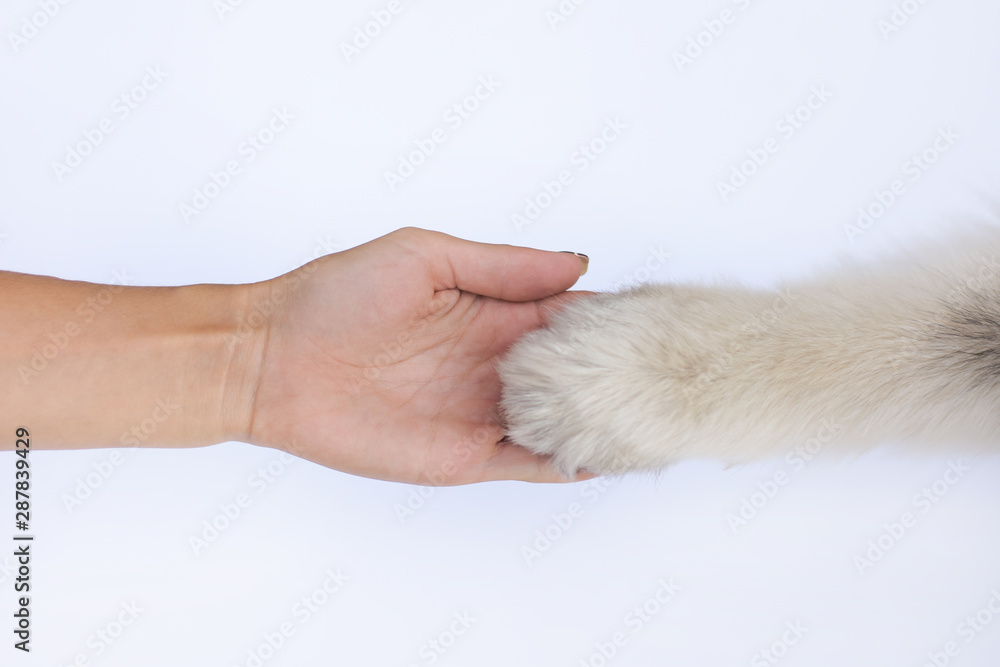Fototapeta premium dog paw in human hand, animal care and protection concept
