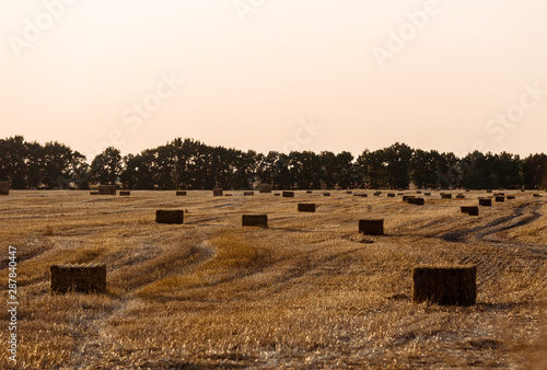 Wallpaper Mural green trees near wheat field with hay in evening Torontodigital.ca