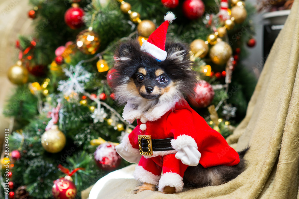 Spitz New Year in toys Spitz New Year in toys