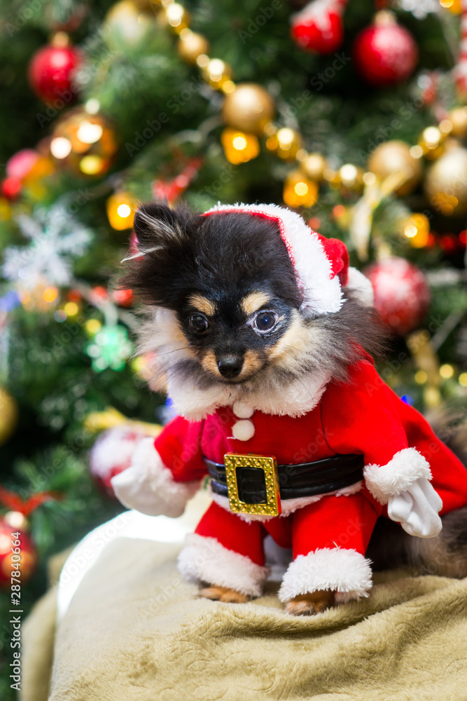 Spitz New Year in toys Spitz New Year in toys