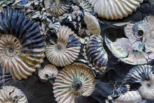 Fossilized seashells in a black stone