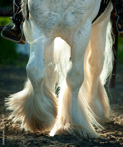 Vászonkép irish cob legs closeup detail in back light