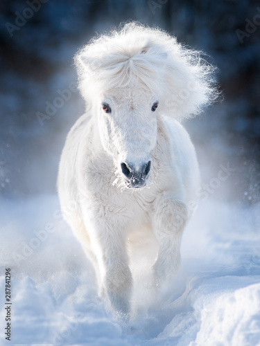 white fluffy shetland pony runs free in winter meadow