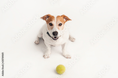 Playful happy Jack Russell Terrier dog with tennis ball portrait isolated on white