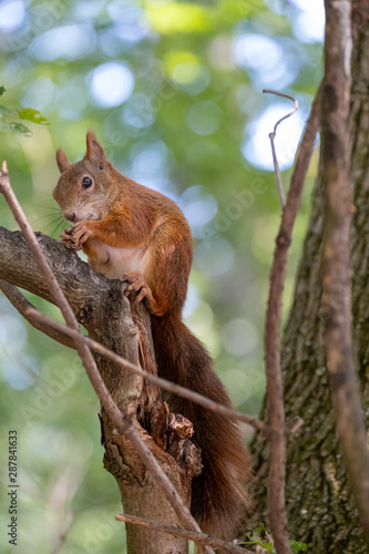 Eichhörnchen auf einem Ast, fressend.
