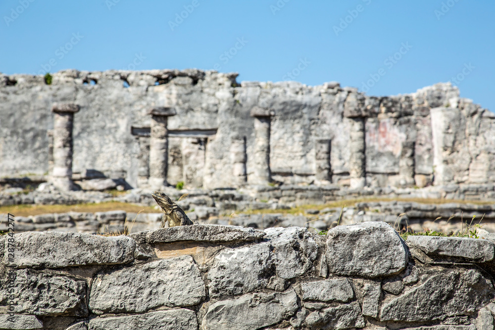 A reptile in the ruins of the temples of Tulum. Quintana Roo, Mexico
