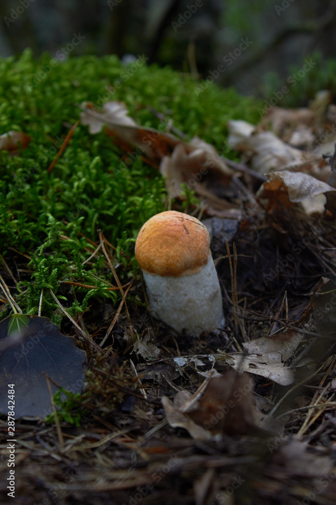 Beautiful mushroom Leccinum known as a Orange birch bolete, in a forest in autumn among fallen leaves and moss. Beautiful mushroom Leccinum known as a Orange birch bolete, in a forest in autumn among fallen leaves and moss.