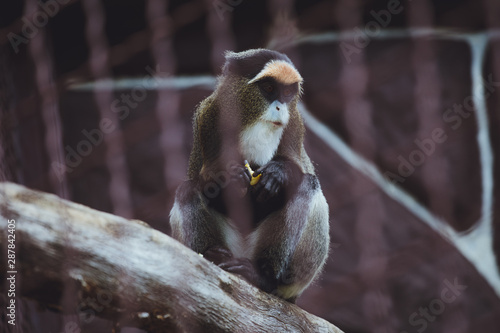 Beautiful monkey sits eats in a zoo
