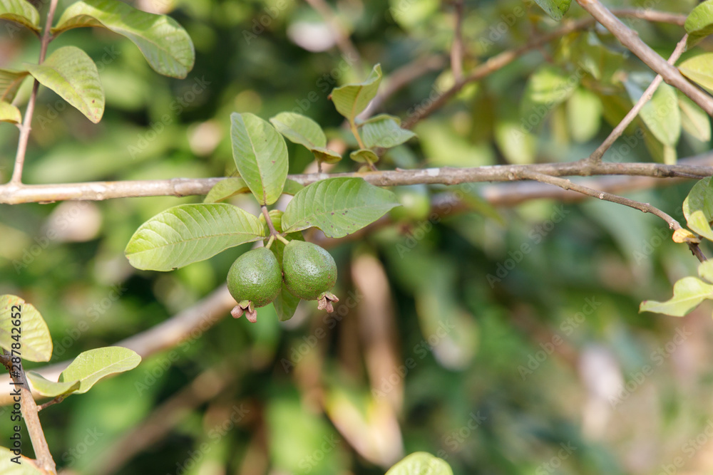 Common Guava Fruits Hanging from a Tree Common Guava Fruits Hanging from a Tree