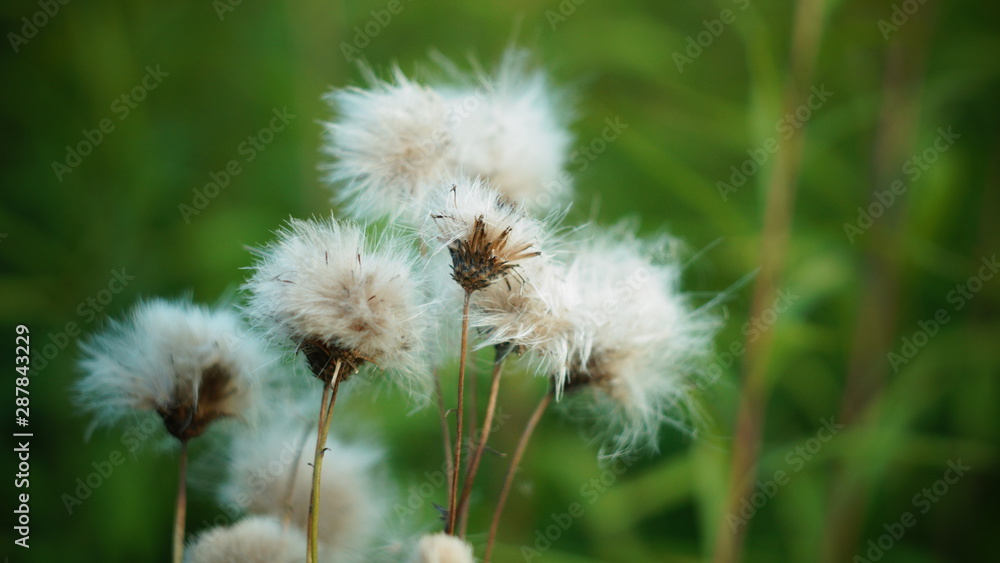 Thistle fluffy. Thistle fluff close-up. autumn background Thistle fluffy. Thistle fluff close-up. autumn background