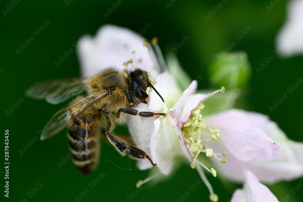 Bee on white blackberry flower. Bee on white blackberry flower.