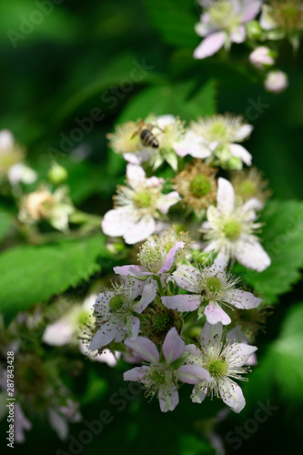 Bee on white blackberry flower.