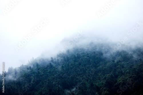 Fog over the wood in the mountains - Photography