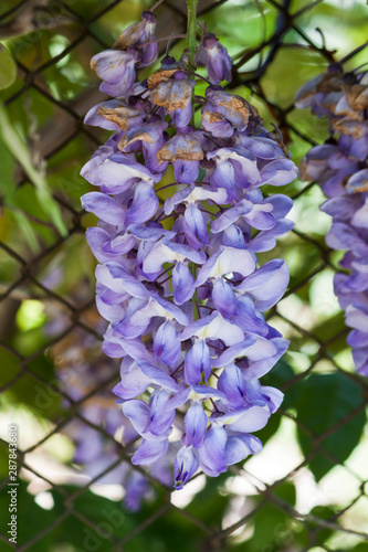 Close-up view on violet flowers - photography photo