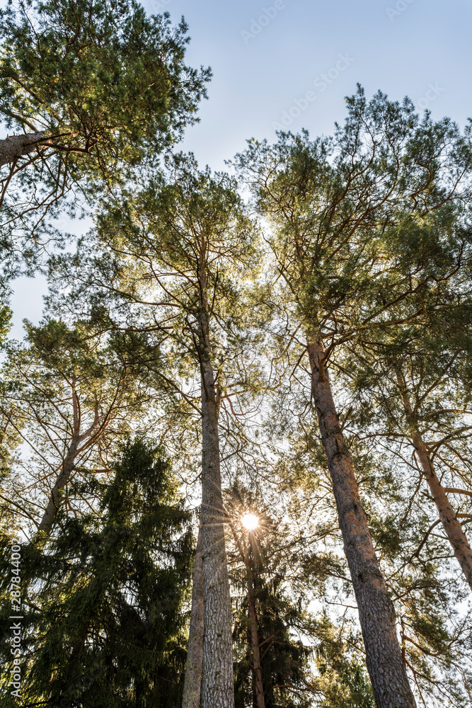 tall pine trees with a green crown against a clear blue sky, nature abstract background tall pine trees with a green crown against a clear blue sky, nature abstract background
