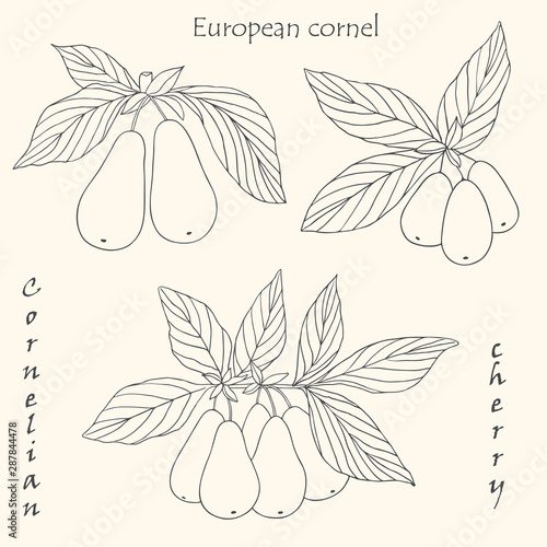 Organic collection.Vector hand drawn illustration of European cornel plant