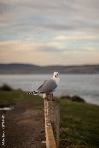 Seagull on a fence