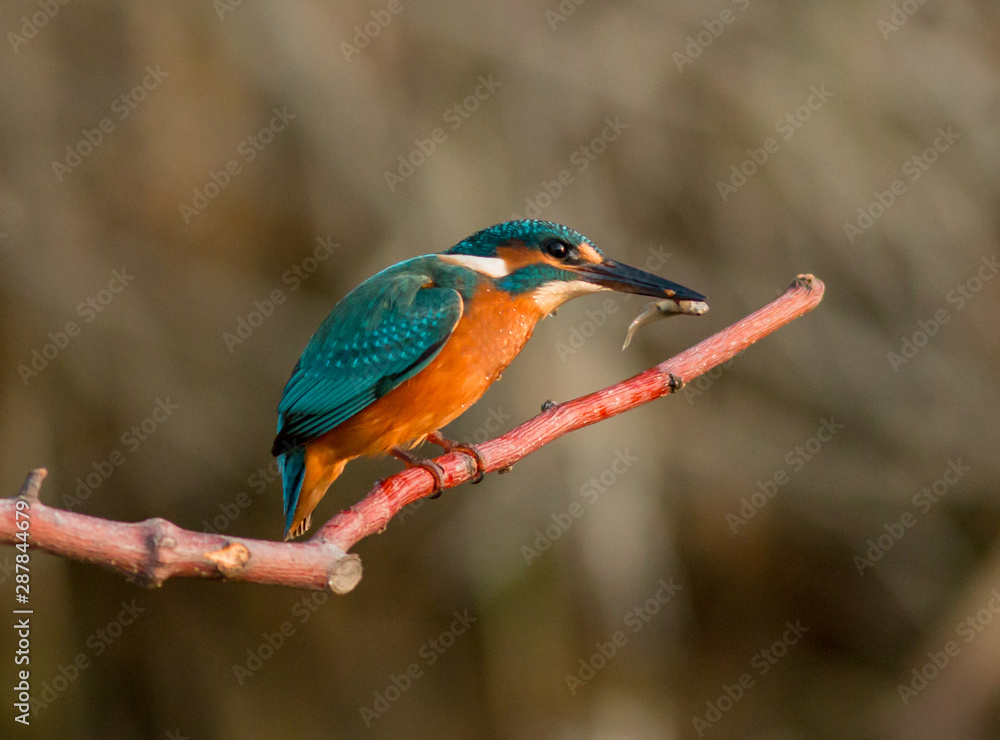 Obraz premium The common kingfisher (Alcedo atthis) also known as the Eurasian kingfisher, and river kingfisher, is a small kingfisher with seven subspecies recognized within its wide distribution across Eurasia an