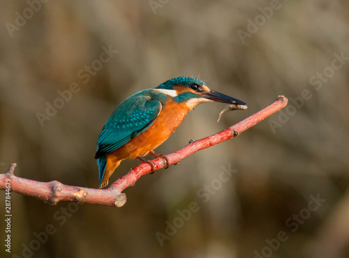 The common kingfisher (Alcedo atthis) also known as the Eurasian kingfisher, and river kingfisher, is a small kingfisher with seven subspecies recognized within its wide distribution across Eurasia an