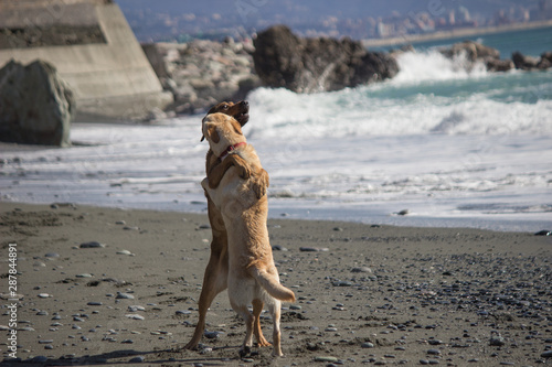 Cani che giocano in spiaggia
