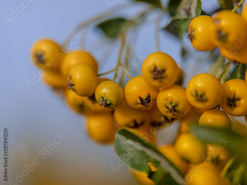 Wallpaper Mural Pyracantha Firelight on macro picture with nice green leaves with blue blur sky at the back  Torontodigital.ca