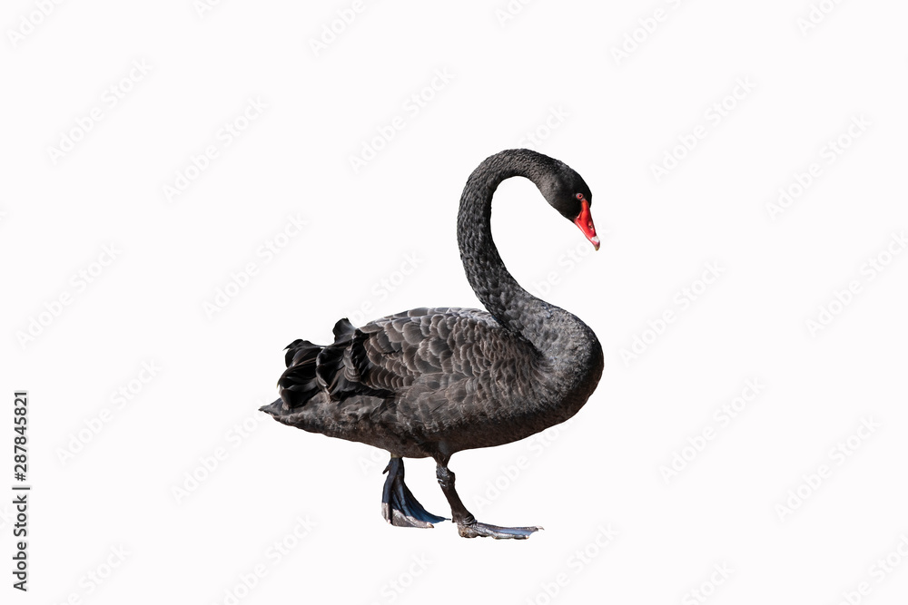 Fototapeta premium Black swan isolated on white background