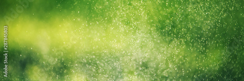 Blurred green grass and drops of morning fresh dew. Natural defocused bokeh background.