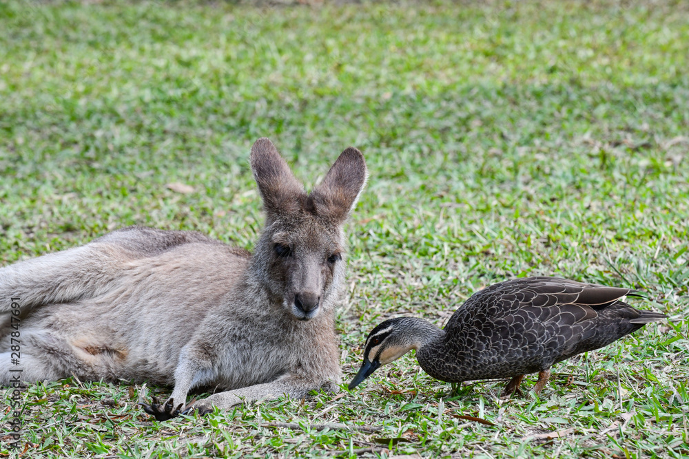Känguru und Ente