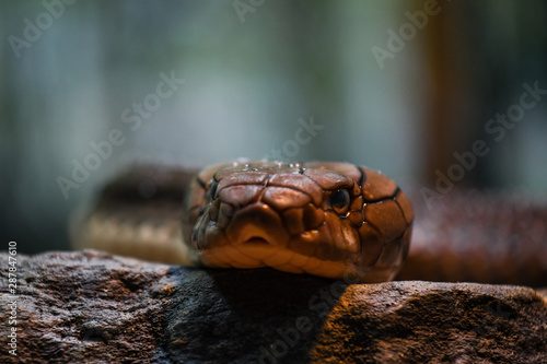 Tableau sur toile King Cobra