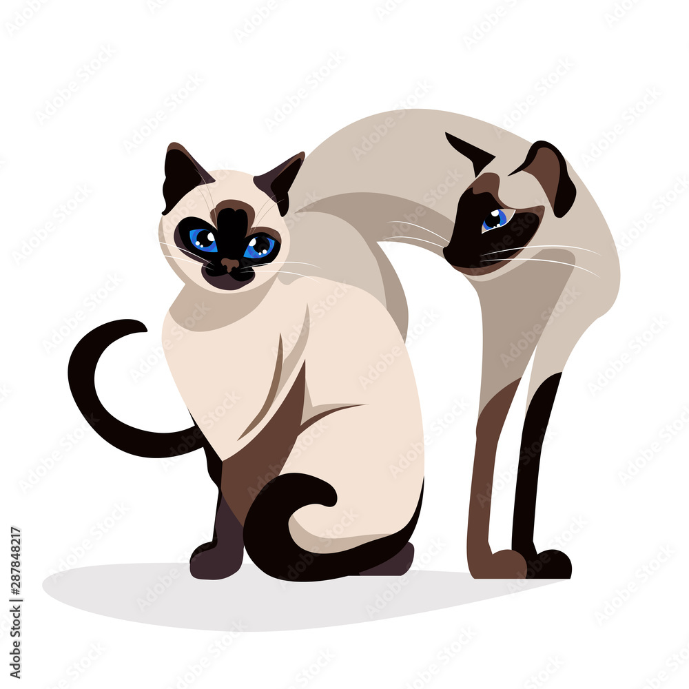Siamese cats love.Romantic Couple of siam Cute elegant, graceful cats. isolated vector. kawaii illustration