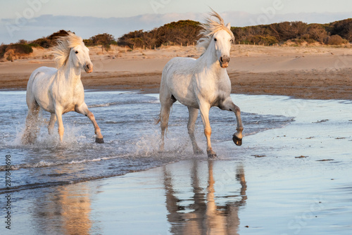 White horses in Camargue, France.