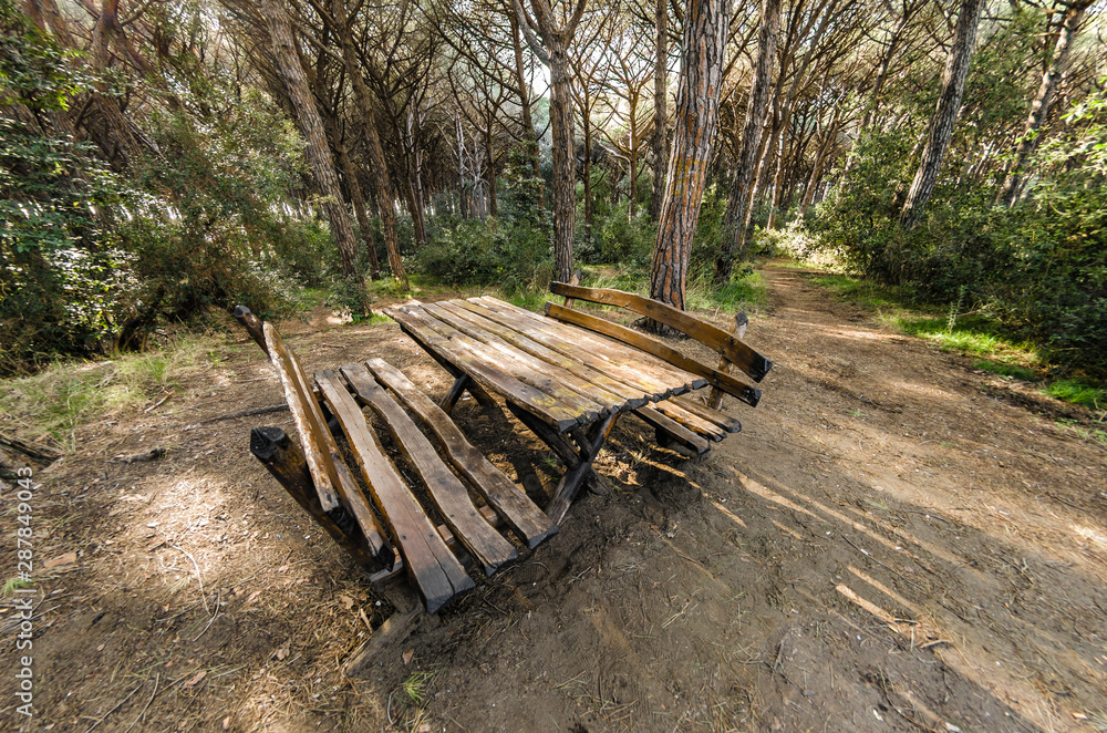 Picnic table with benches in the pine forest