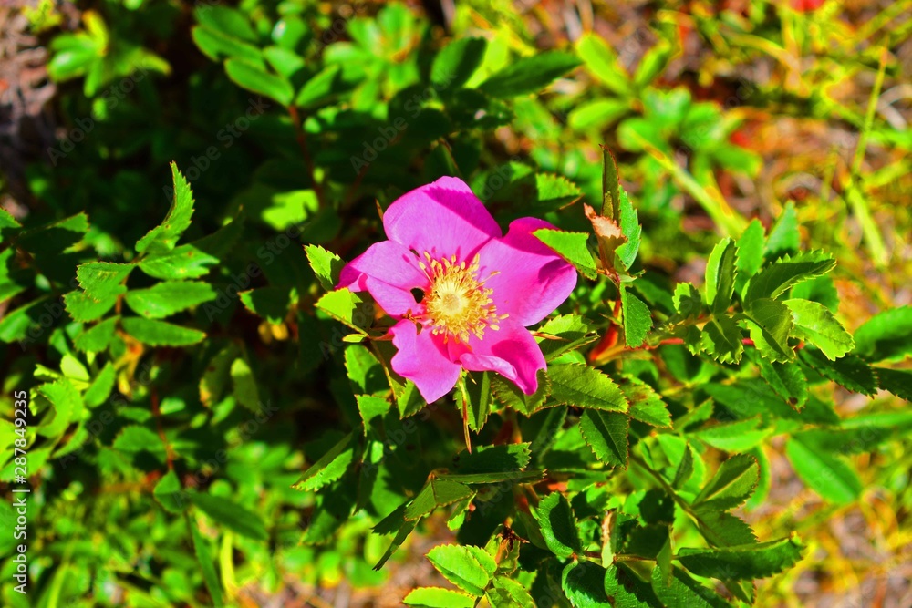 Beautiful pink flower Beautiful pink flower