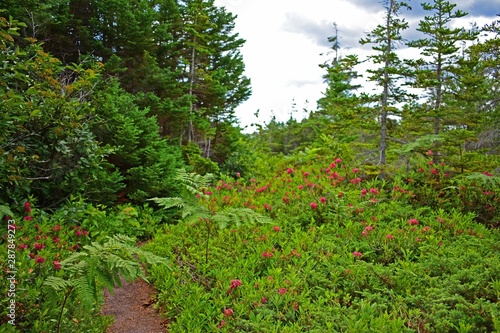 Fototapeta Naklejka Na Ścianę i Meble -  Path in canadian national park