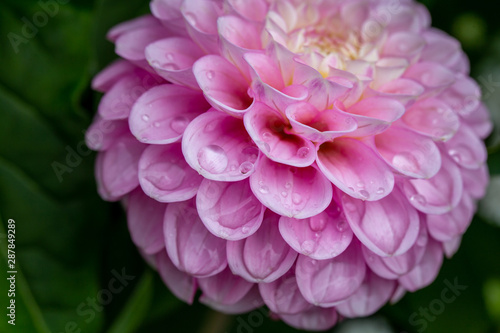 Close up of a wet Pink Dahlia flower