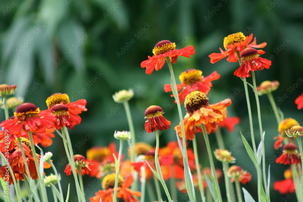 Zinnia Flowers 
