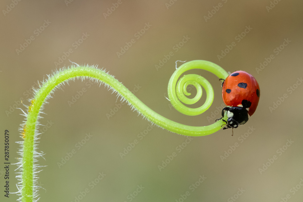 Fototapeta premium red ladybug crawling on the green grass in a spiral in the summer Sunny meadow