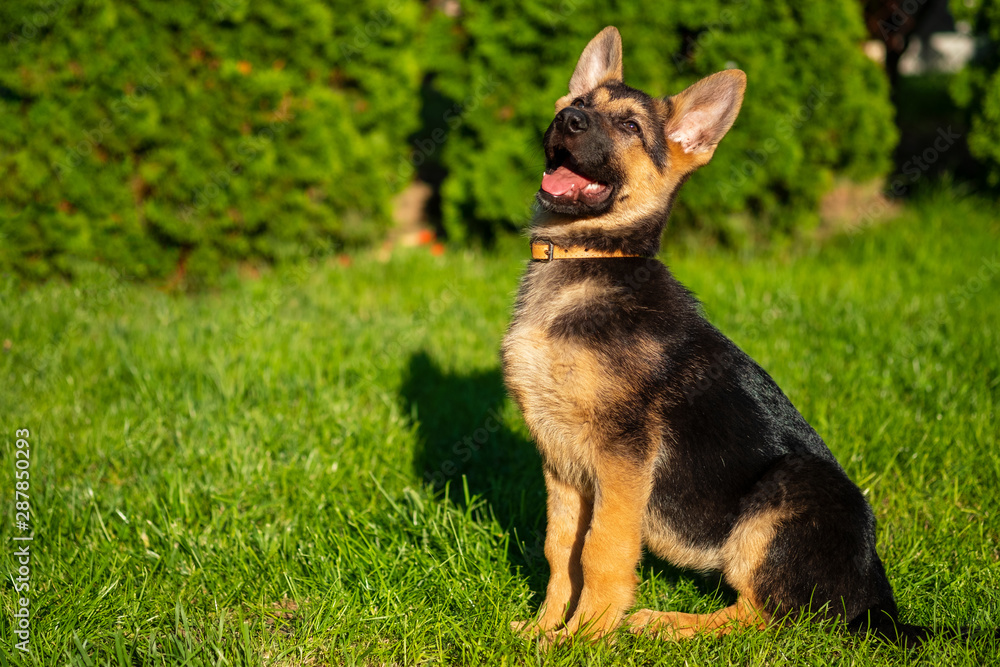 Playful puppy german shepherd dog sitting nicely in the green grass Playful puppy german shepherd dog sitting nicely in the green grass