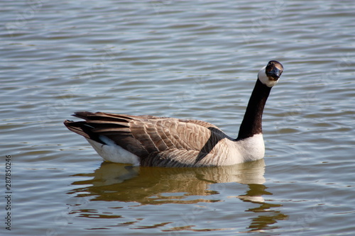 Canada Goose Looking at Me