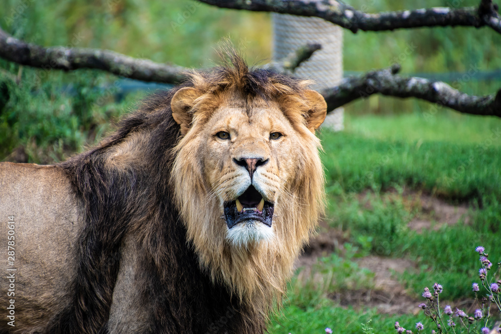 Asiatic lion (Panthera leo persica). A critically endangered species. Asiatic lion (Panthera leo persica). A critically endangered species.