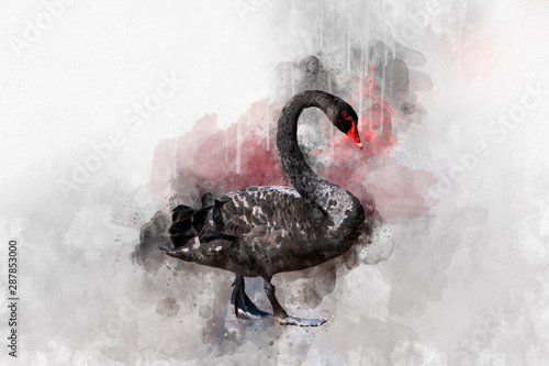 Billede på lærred Watercolor illustration of a black swan on a white background