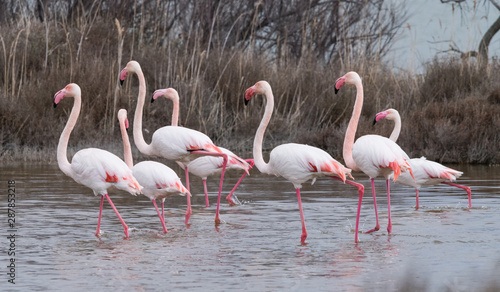 flamant rose