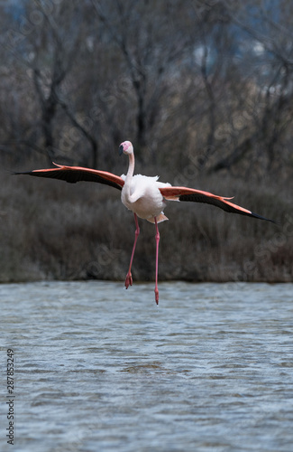 flamant rose