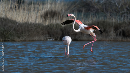 flamant rose