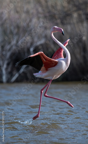 flamant rose