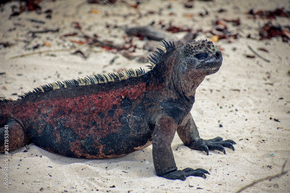 Fototapeta premium Galapagos Marine Iguanas