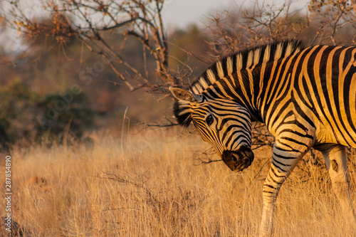 Zebra no pôr do sol © Filipe