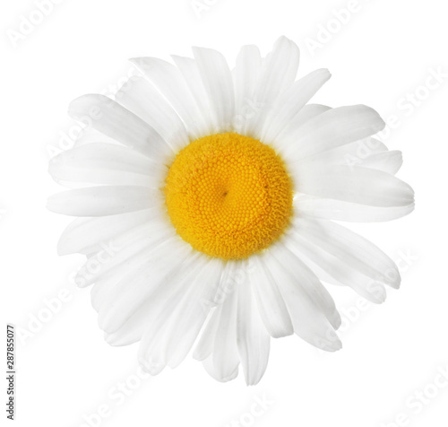 Beautiful blooming chamomile flower isolated on white