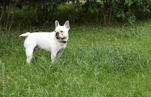 Adorable French Bulldog on green grass outdoors. Space for text